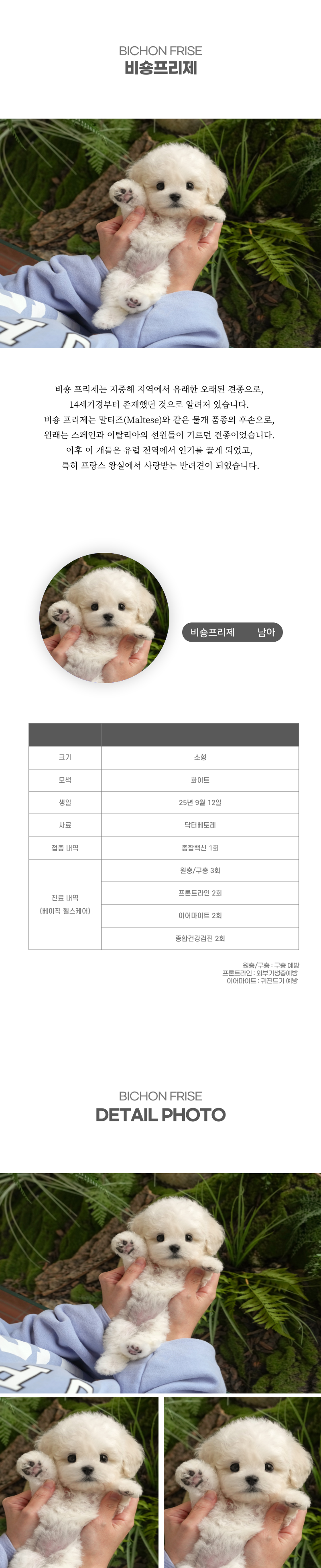 미니비숑_상세이미지_2
